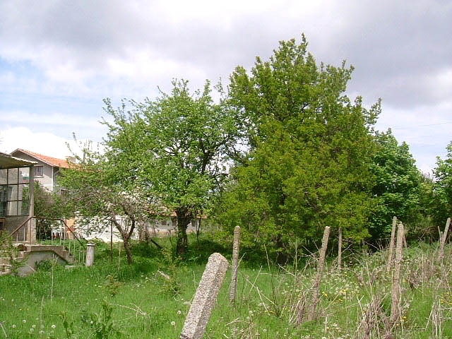 picture